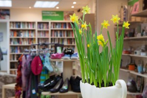 Daffodils on display in one of the charity shops